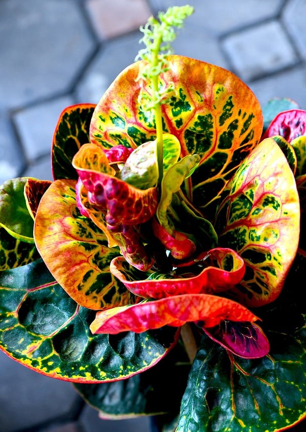 ﻿7 Best Winter Flowers & Plants For Your Central Florida Landscape